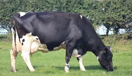 Two coloured newcomers rank high in non-Holstein rankings